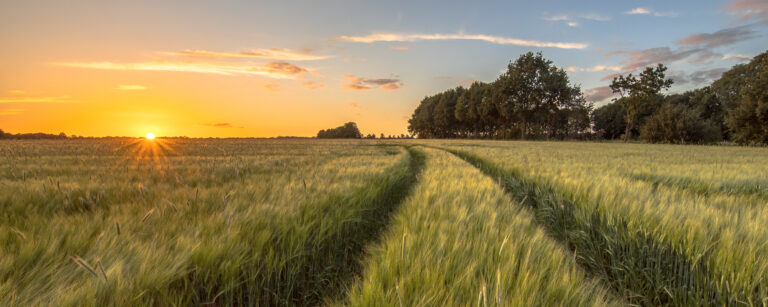 Tractor,Track,Through,Wheat,Field,At,Sunset,On,Dutch,Countryside Tractor,Track,Through,Wheat,Field,At,Sunset,On,Dutch,Countryside