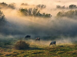 Cow,Grazes,In,A,Meadow.,Autumn,Foggy,Morning